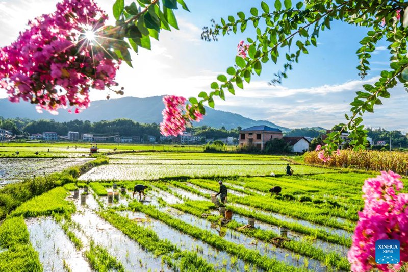 Wakulima wa China wawa na pilikapilika za uzalishaji wa kilimo katika kipindi cha Dashu