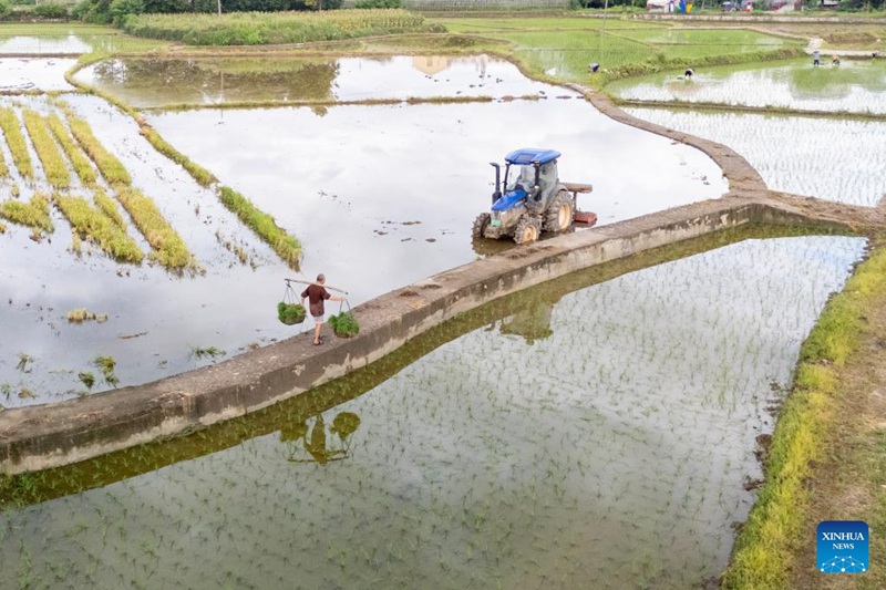 Wakulima wa China wawa na pilikapilika za uzalishaji wa kilimo katika kipindi cha Dashu