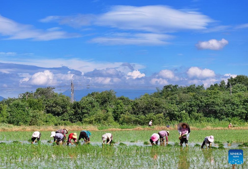 Wakulima wa China wawa na pilikapilika za uzalishaji wa kilimo katika kipindi cha Dashu