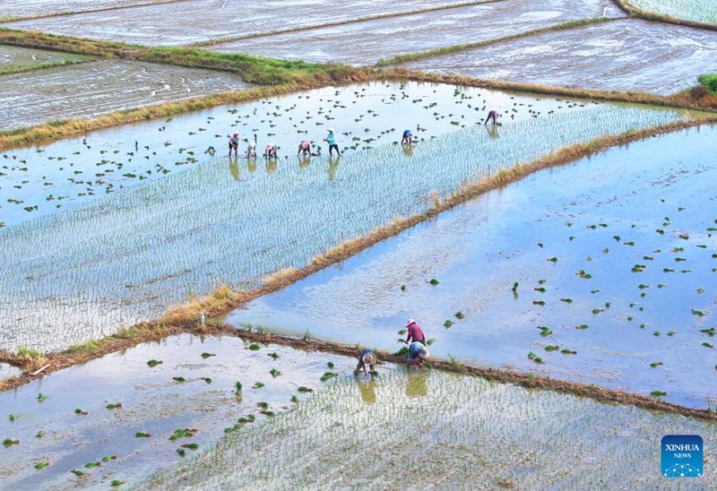 Wakulima wa China wawa na pilikapilika za uzalishaji wa kilimo katika kipindi cha Dashu