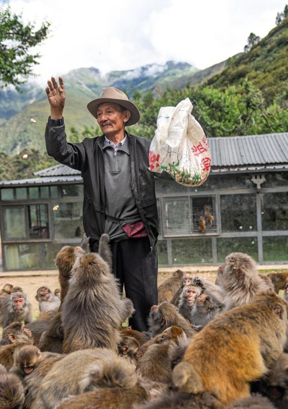 Miaka 25 ya upendo: Babu Mtibet alinda tumbili mwitu