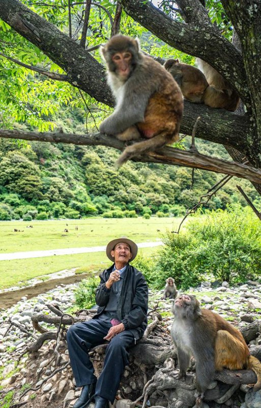 Miaka 25 ya upendo: Babu Mtibet alinda tumbili mwitu