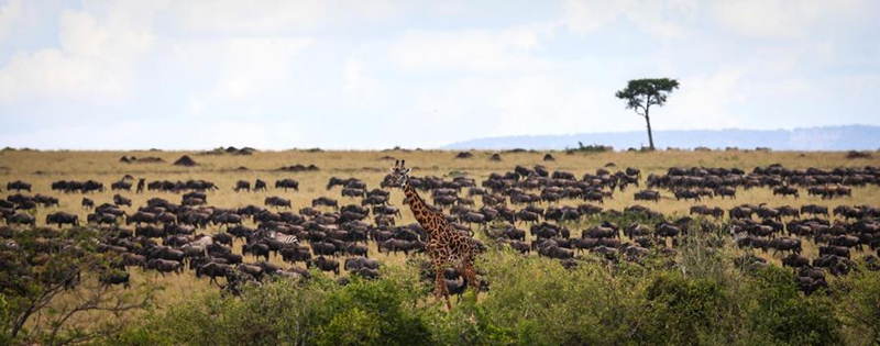 Miujiza ya Wanyamapori: Kutoka Mbuga Tambarare za Afrika hadi Uwanda wa Juu wa Qinghai -Tibet, China