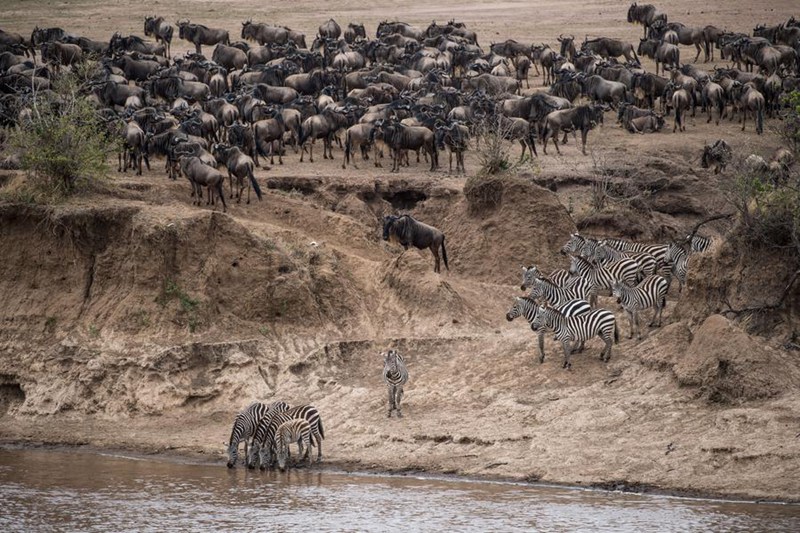 Miujiza ya Wanyamapori: Kutoka Mbuga Tambarare za Afrika hadi Uwanda wa Juu wa Qinghai -Tibet, China