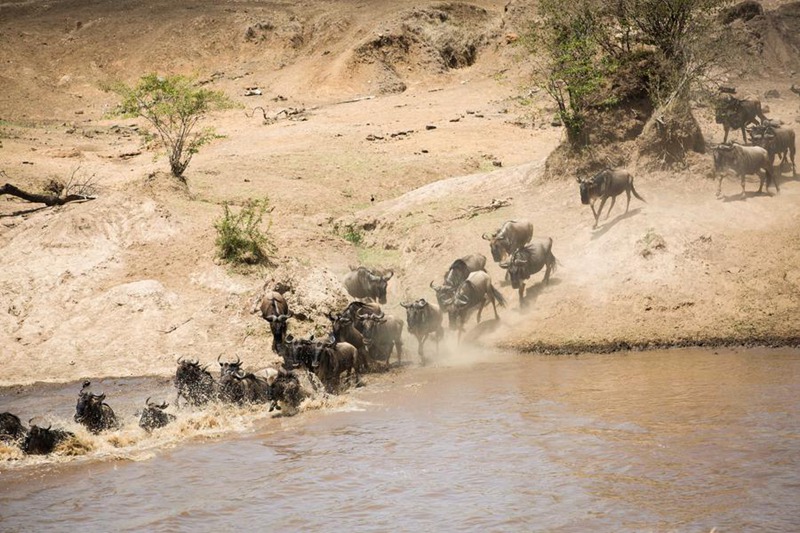 Miujiza ya Wanyamapori: Kutoka Mbuga Tambarare za Afrika hadi Uwanda wa Juu wa Qinghai -Tibet, China