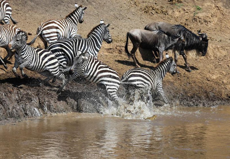 Miujiza ya Wanyamapori: Kutoka Mbuga Tambarare za Afrika hadi Uwanda wa Juu wa Qinghai -Tibet, China
