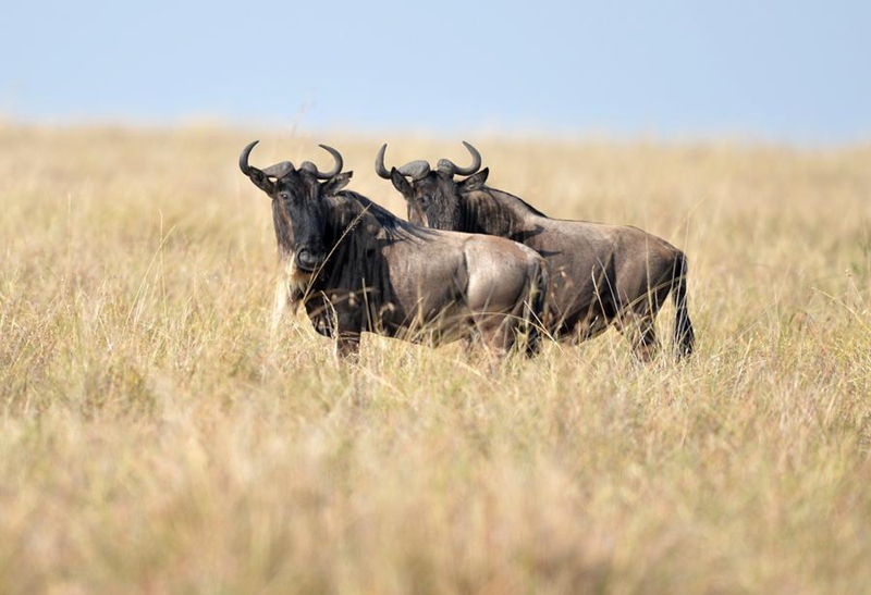 Miujiza ya Wanyamapori: Kutoka Mbuga Tambarare za Afrika hadi Uwanda wa Juu wa Qinghai -Tibet, China