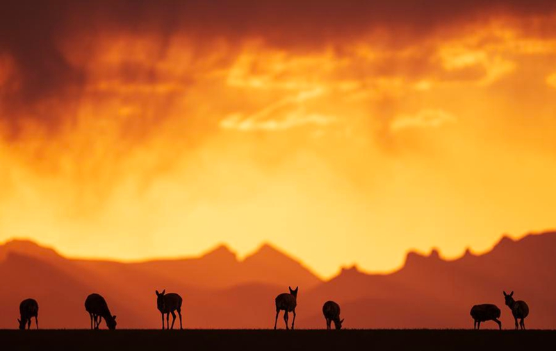 Miujiza ya Wanyamapori: Kutoka Mbuga Tambarare za Afrika hadi Uwanda wa Juu wa Qinghai -Tibet, China