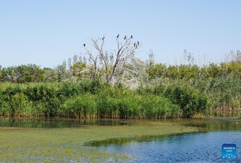 Vivutio vya Mandhari ya Ardhi Oevu ya Xinjiang, China