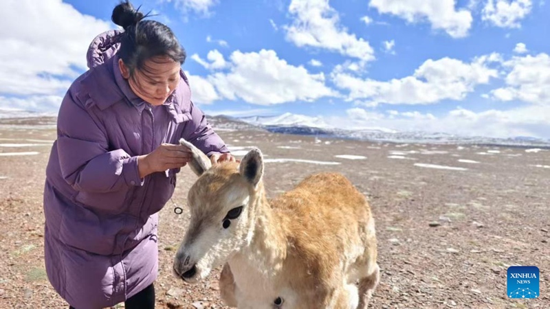 Roboti ya paa wa Tibet yaungana na kundi la paa