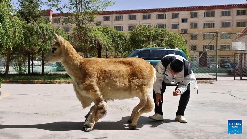 Roboti ya paa wa Tibet yaungana na kundi la paa