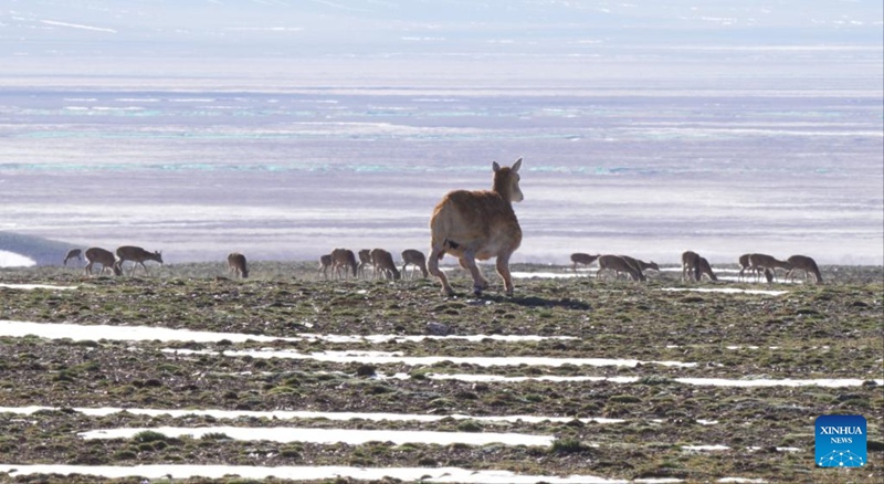 Roboti ya paa wa Tibet yaungana na kundi la paa