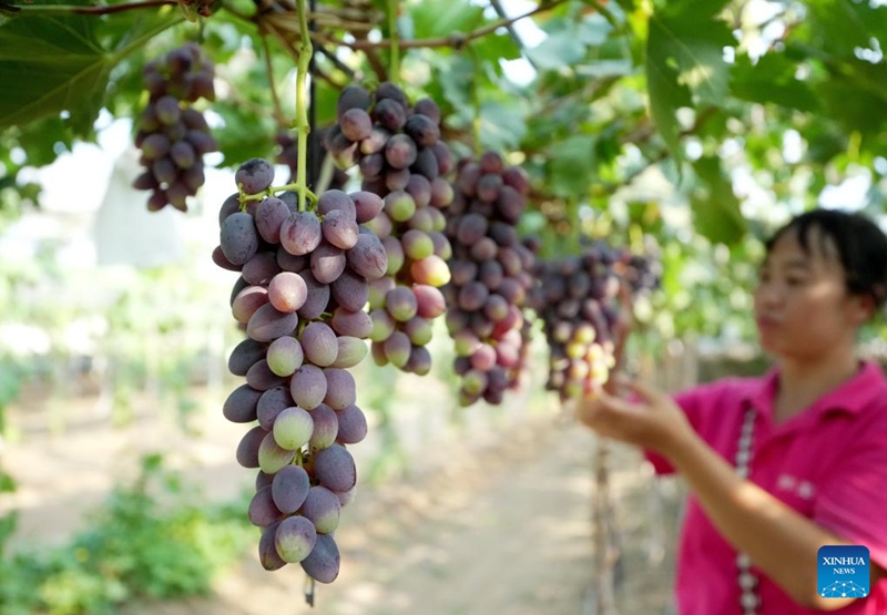 Kilimo cha zabibu chashamiri katika Kijiji cha Baozigou, Hebei China