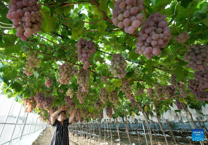 Kilimo cha zabibu chashamiri katika Kijiji cha Baozigou, Hebei China