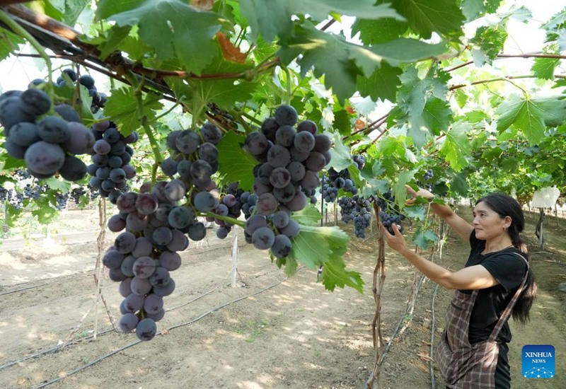 Kilimo cha zabibu chashamiri katika Kijiji cha Baozigou, Hebei China