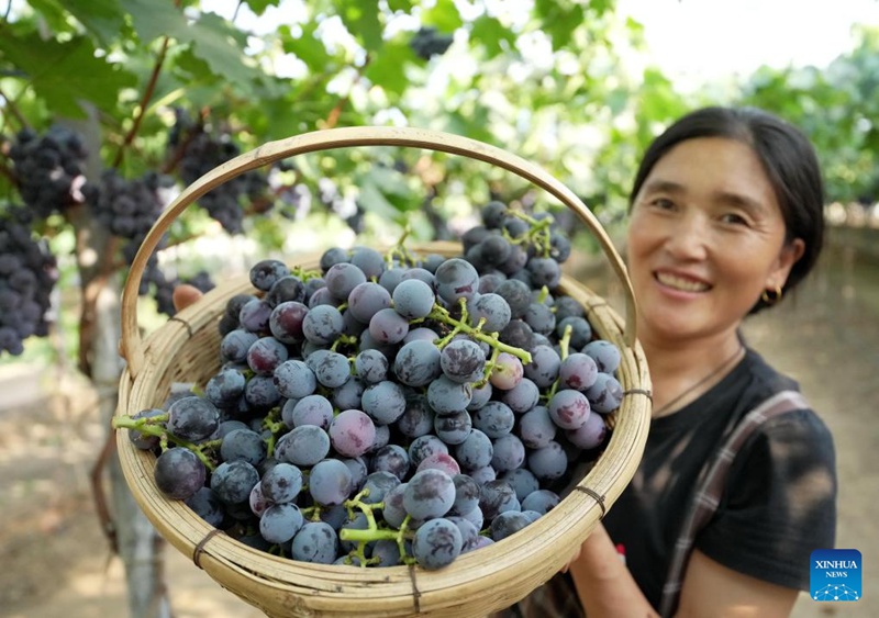 Kilimo cha zabibu chashamiri katika Kijiji cha Baozigou, Hebei China