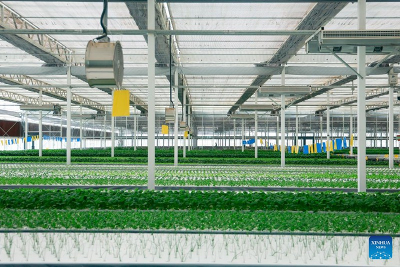 Habari katika picha: Shamba kama kiwanda linalotumia teknolojia za kisasa mjini Kuqa, Xinjiang nchini China