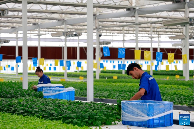 Habari katika picha: Shamba kama kiwanda linalotumia teknolojia za kisasa mjini Kuqa, Xinjiang nchini China