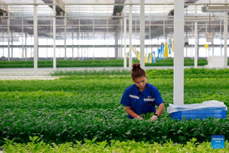 Habari katika picha: Shamba kama kiwanda linalotumia teknolojia za kisasa mjini Kuqa, Xinjiang nchini China