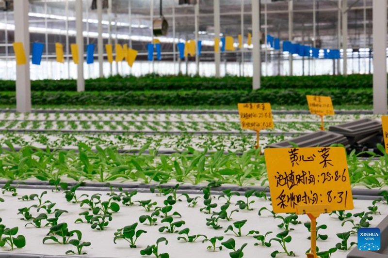 Habari katika picha: Shamba kama kiwanda linalotumia teknolojia za kisasa mjini Kuqa, Xinjiang nchini China