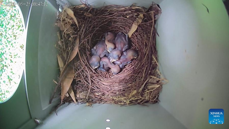 Picha hii iliyopigwa tarehe 25 Mei 2024 inaonyesha vifaranga wa ndege aina ya magpie robin ndani ya “kiota kwenye taa” katika bustani ya ikolojia ya mikoko ya Futian huko Shenzhen, Mkoani Guangdong China. (Xinhua)