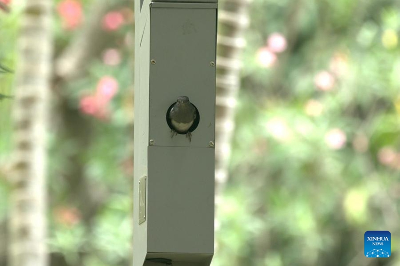 Picha hii iliyopigwa tarehe 25 Mei 2024 inaonyesha “kiota chenye mwanga” kwenye bustani ya ikolojia ya mikoko ya Futian huko Shenzhen, Mkoani Guangdong China.