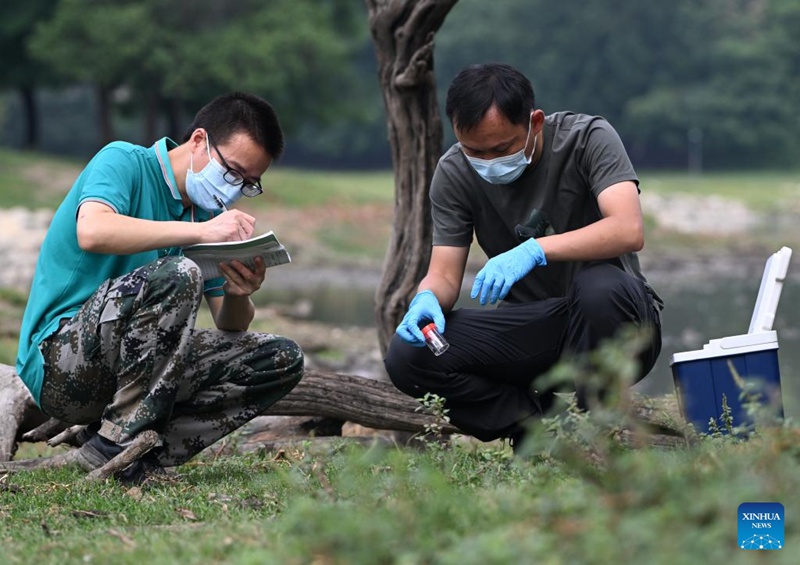 Watafiti wa Kituo cha Kitaifa cha Hifadhi na Utafiti cha Milu wanakusanya sampuli katika Bustani ya Milu mjini Beijing, China, Agosti 18, 2025. (Xinhua/Zhang Chenlin)