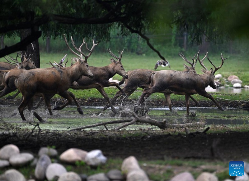 Idadi ya kulungu pori wa Milu yaongezeka tena nchini China baada ya juhudi za miaka 40 ya uhifadhi