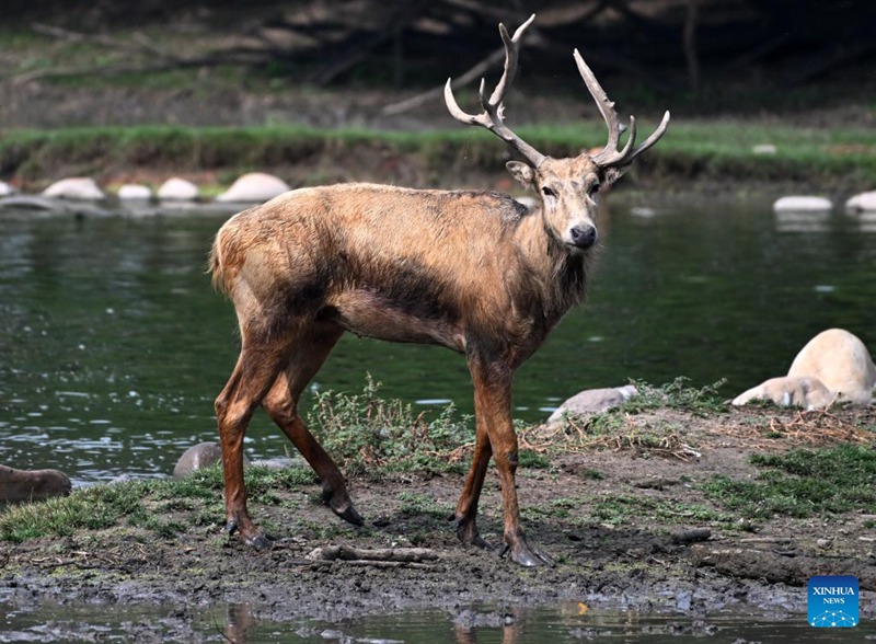 Idadi ya kulungu pori wa Milu yaongezeka tena nchini China baada ya juhudi za miaka 40 ya uhifadhi