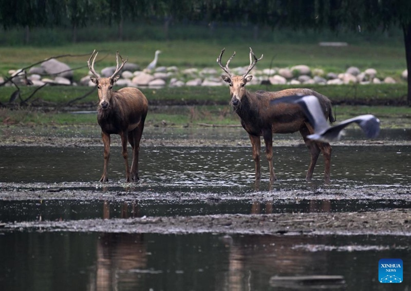 Idadi ya kulungu pori wa Milu yaongezeka tena nchini China baada ya juhudi za miaka 40 ya uhifadhi