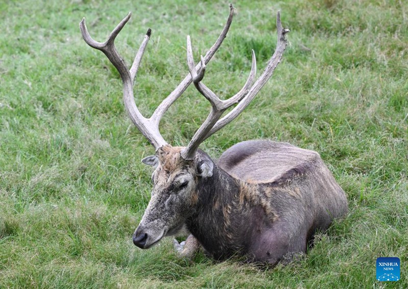 Idadi ya kulungu pori wa Milu yaongezeka tena nchini China baada ya juhudi za miaka 40 ya uhifadhi