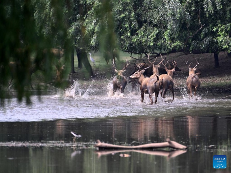 Idadi ya kulungu pori wa Milu yaongezeka tena nchini China baada ya juhudi za miaka 40 ya uhifadhi