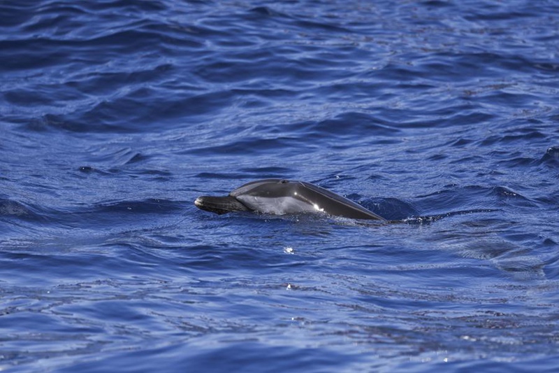Pomboo aliyekwama asaidiwa kurudi baharini Hainan