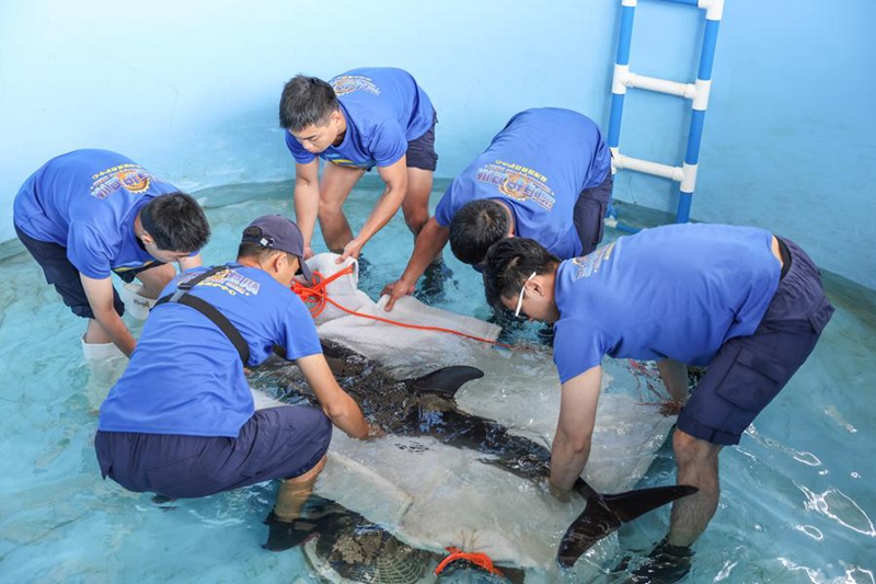 Pomboo aliyekwama asaidiwa kurudi baharini Hainan