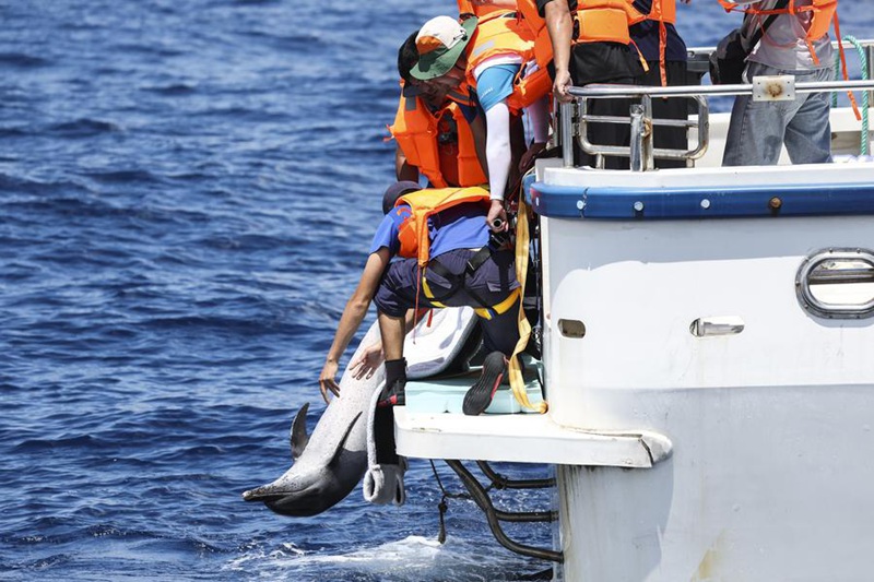 Pomboo aliyekwama asaidiwa kurudi baharini Hainan