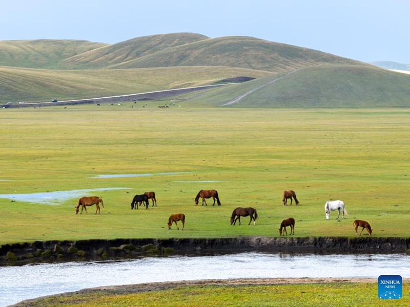 Malisho ya Chenbarhu Banner ya Mongolia ya Ndani, China yaingia majira ya mchipuko
