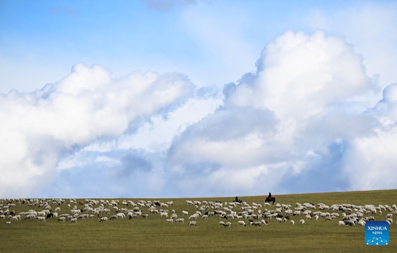 Wafugaji wakiangalia makundi yao ya mifugo kwenye Malisho ya Banner huko Hulun Buir, Mkoa unaojiendesha wa Mongolia ya Ndani wa Kaskazini mwa China, Septemba 14, 2025. (Xinhua/Bei He)