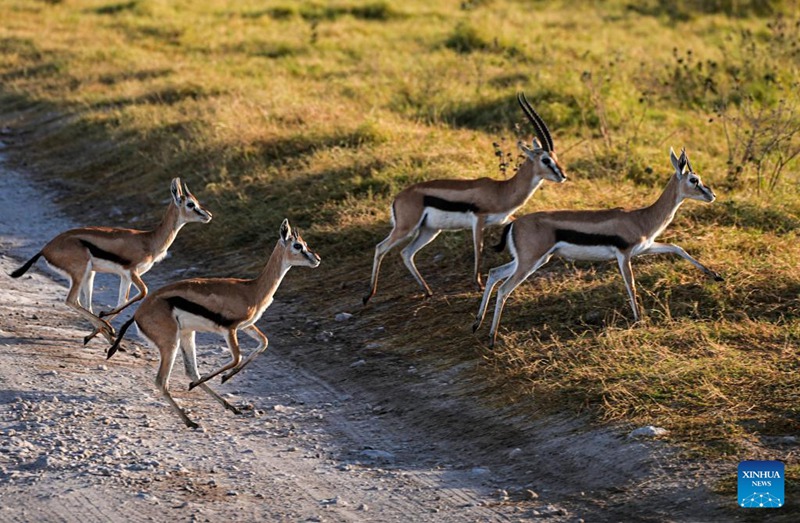Hifadhi ya Taifa ya Amboseli yajulikana kwa mandhari ya kipekee na wanyama pori nchini Kenya