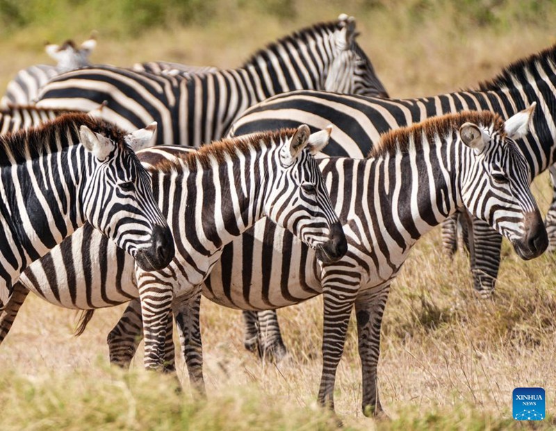 Hifadhi ya Taifa ya Amboseli yajulikana kwa mandhari ya kipekee na wanyama pori nchini Kenya