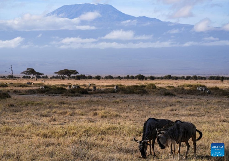 Hifadhi ya Taifa ya Amboseli yajulikana kwa mandhari ya kipekee na wanyama pori nchini Kenya