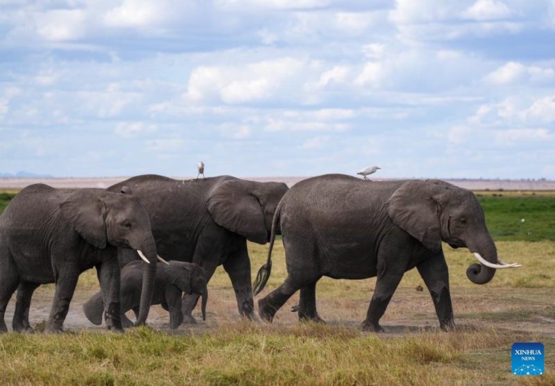 Hifadhi ya Taifa ya Amboseli yajulikana kwa mandhari ya kipekee na wanyama pori nchini Kenya
