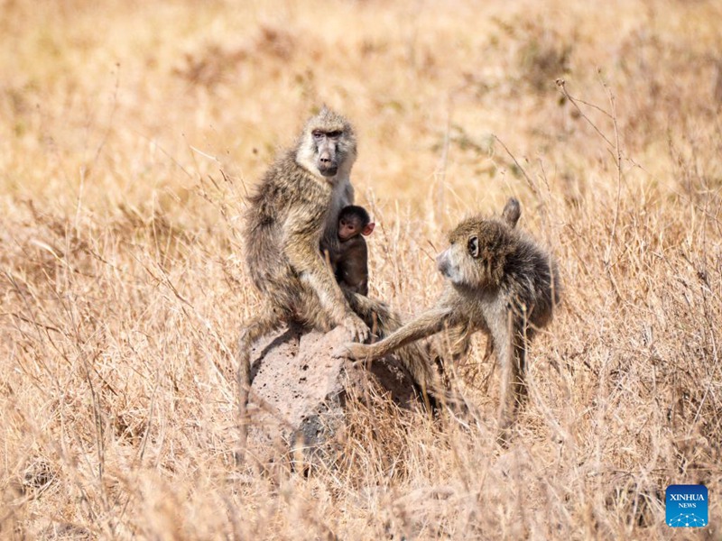 Hifadhi ya Taifa ya Amboseli yajulikana kwa mandhari ya kipekee na wanyama pori nchini Kenya