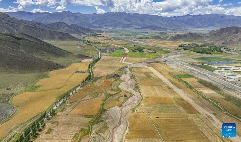 Picha hii iliyopigwa kwa droni Septemba 23, 2025 ikionyesha shamba la shayiri ya Uwanda wa Juu linalosubiri kuvunwa katika Wilaya ya Lhunzhub, mjini Lhasa, Mkoa unaojiendesha wa Xizang, kusini-magharibi mwa China, Septemba 23, 2025. (Xinhua/Tenzin Nyida)