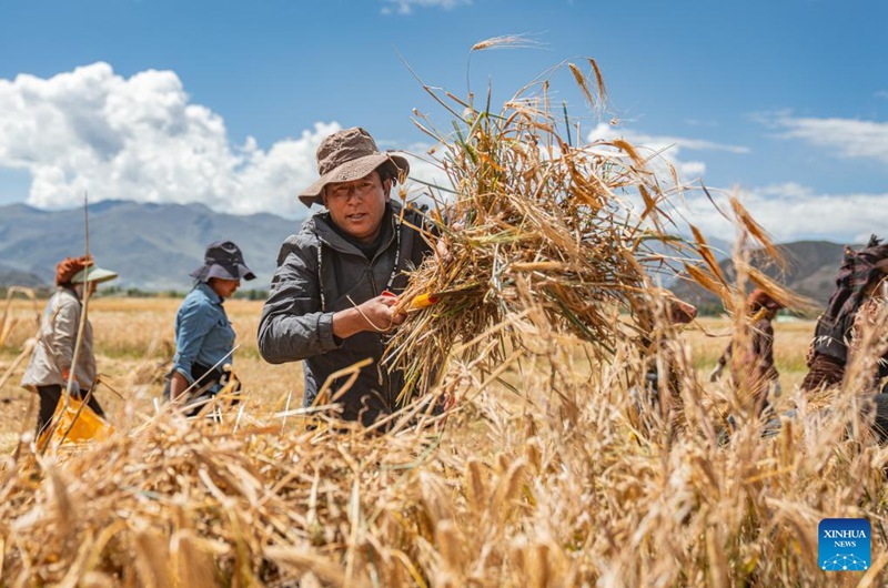 Sikukuu ya mavuno ya wakulima yaadhimishwa katika Mkoa wa Xizang, China