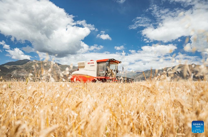 Sikukuu ya mavuno ya wakulima yaadhimishwa katika Mkoa wa Xizang, China