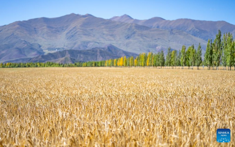 Sikukuu ya mavuno ya wakulima yaadhimishwa katika Mkoa wa Xizang, China