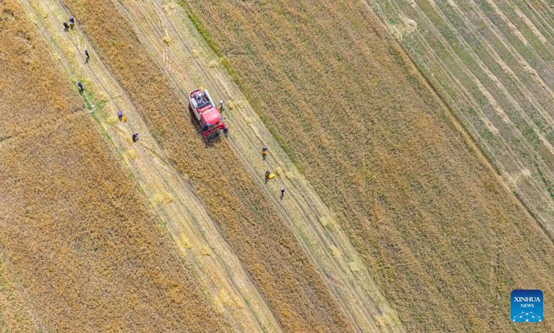 Sikukuu ya mavuno ya wakulima yaadhimishwa katika Mkoa wa Xizang, China