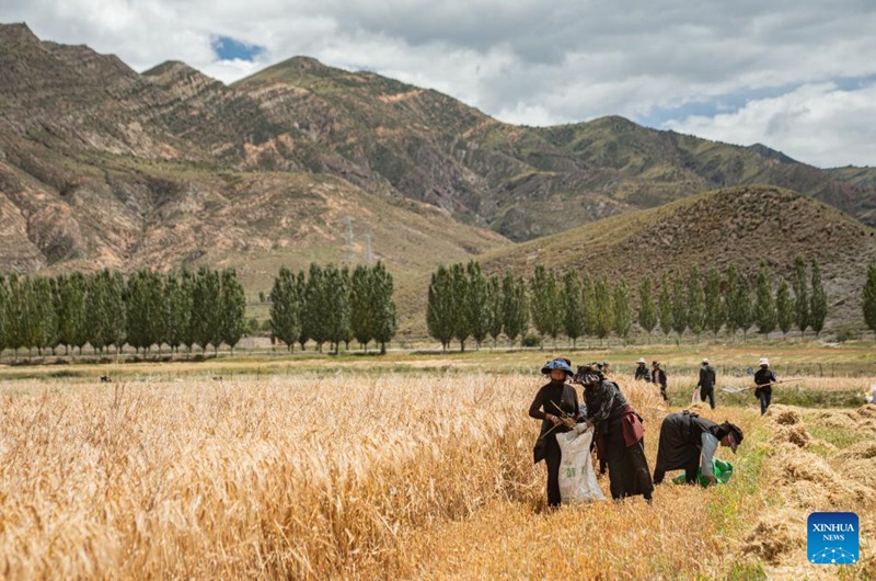 Sikukuu ya mavuno ya wakulima yaadhimishwa katika Mkoa wa Xizang, China