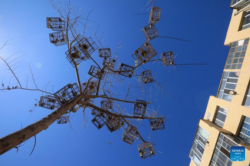 Timu ya watu wa kujitolea Kaskazini Mashariki mwa China yajitahidi kulinda wanyamapori katika eneo la Mto Songhua