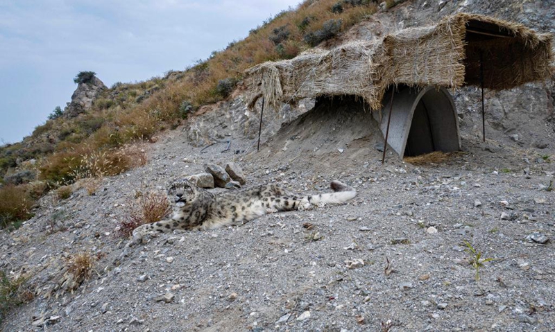 Uhifadhi wa Chui-theluji katika Hifadhi ya Mlima Helan